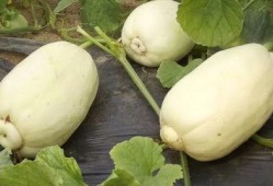 潍坊爆料视频吃瓜