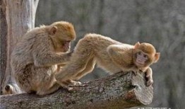 奥克兰小猴子爆料视频,揭秘视频背后的惊人真相